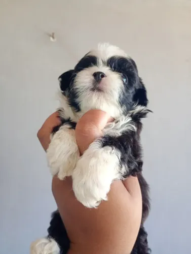 Filhote de shih Tzu macho disponível