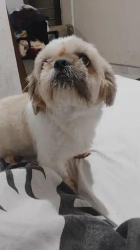 Shitzu macho