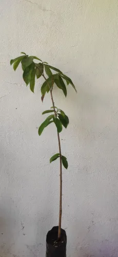 Mudas grandes de frutíferas