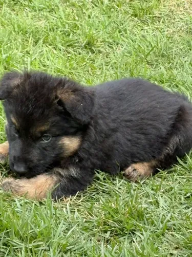 Cachorro pastor alemão 