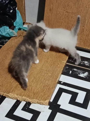 Quero doar esses lindos Gatos 