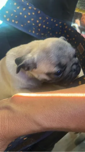 Vendo filhotes de pug fêmea