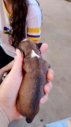 Vendo filhote de Shitzu tenho 3 fêmeas e dois machinhos 