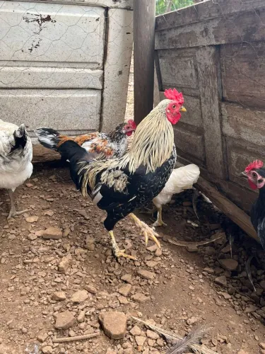 Casal de galinha garnizé