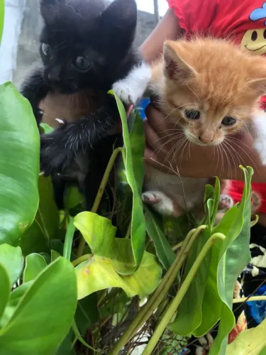Doação de gato