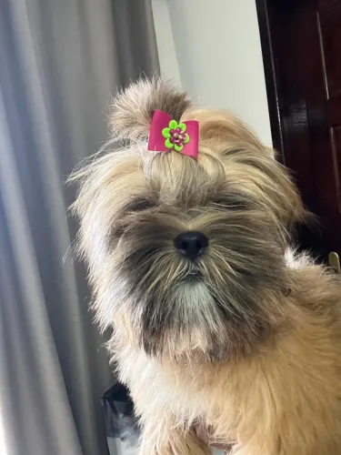 Cachorro Shih Tzu