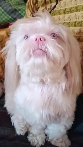 Lhasa apso fêmea