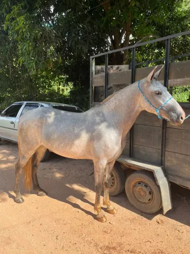 Cavalo