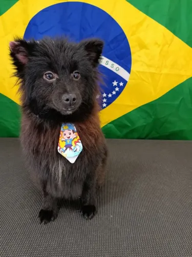 Vendo splitz alemão 5 meses porte pequeno com todas vacinas em dia