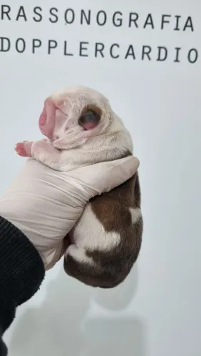 Lindos filhotes de bulldog inglês