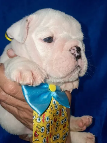 Bulldog ingles macho  lindo