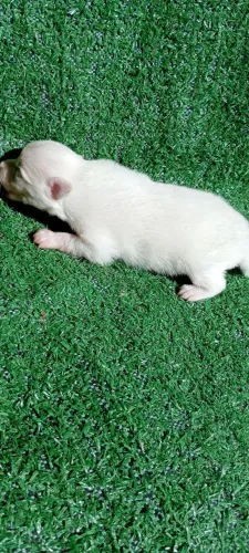 Lindo bebê de spitz alemão anão disponível . registro cbkc