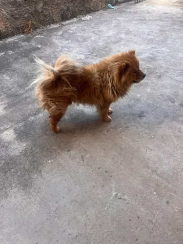 Chow Chow