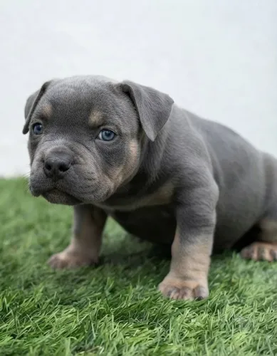 American bully a partir de 2499