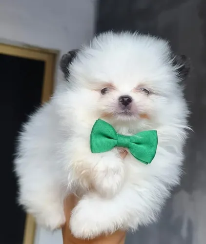 Lulu da Pomerânia Anão ENTREGO HOJE