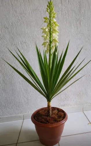 Planta natural yucca fazemos entrega 