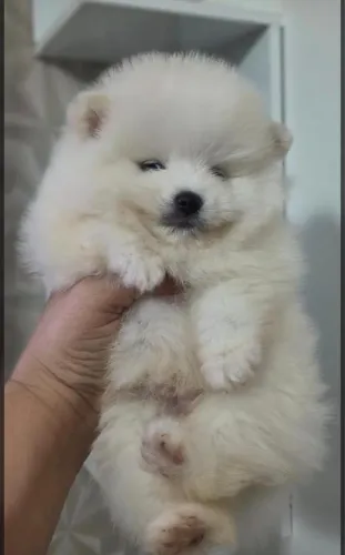 Spitz alemão com 58 dias vacinado