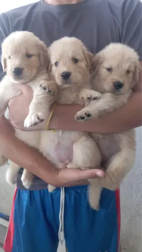 Golden retriever