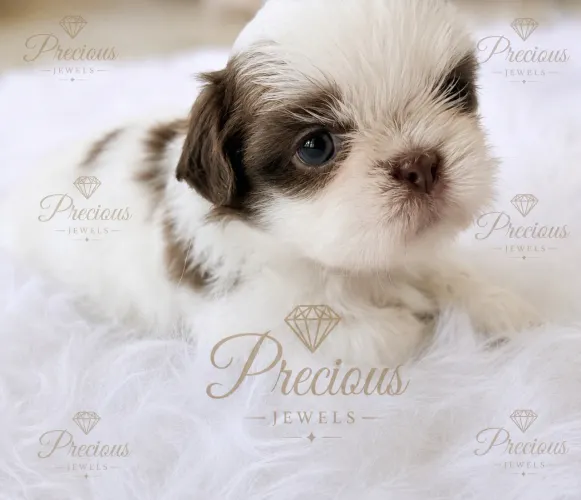 Shihtzu fêmea