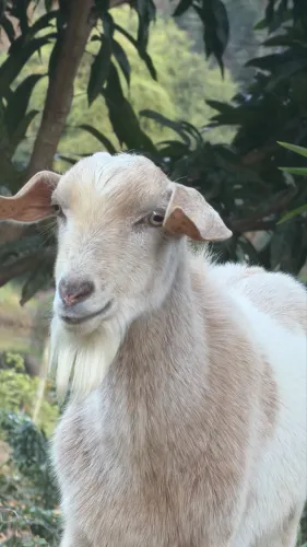 Cabrito macho 4 meses