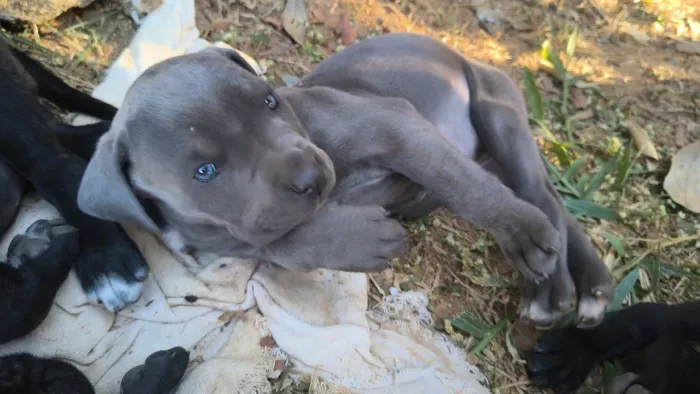 Cachorro