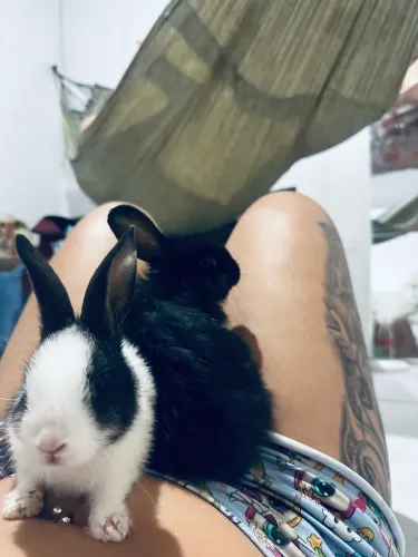 CASAL DE COELHO