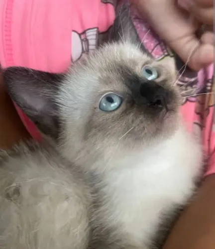 Gatinhos siamês disponível