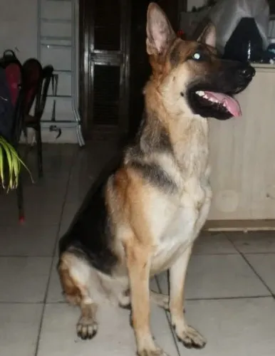 Tenho filhotes de pastor capa preta à venda