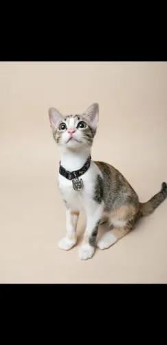 ADOÇÃO DE 2 GATOS,AMARELO 5 A 6 MESÊS,TRICOLOR 7 A 8 MESÊS,Não consigo levar