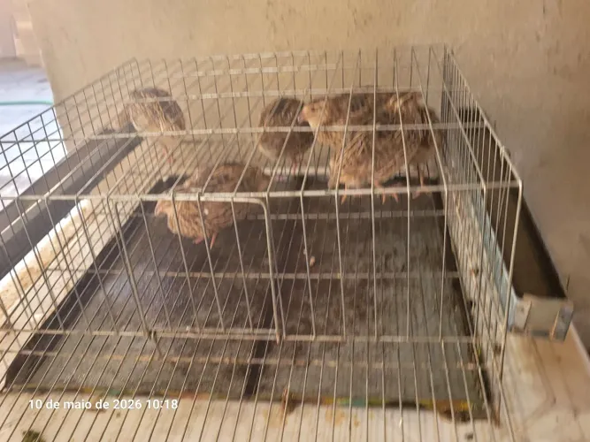 Vendo 6 codornas japonesas produzindo