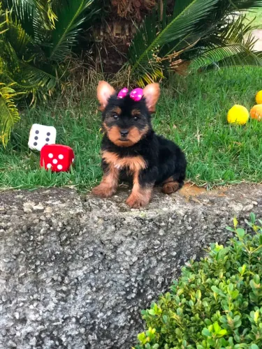 Yorkshire terrier fêmea e macho disponível 