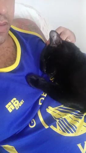 Gato para Adoção