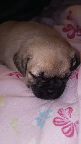 pug