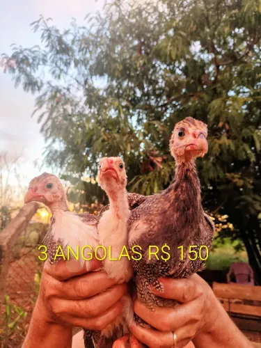 Filhotes de Angola e pintinhos