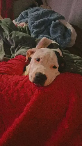 Pitbull femêa