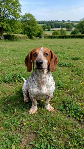 Dachshund, cofap, linguicinha, teckel, salsichinha, salsicha, basset