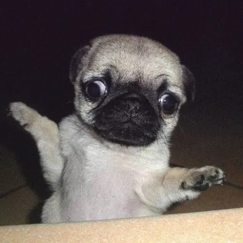 Pug Carinho Mais Sincero Mora Em Um Coração Peludo