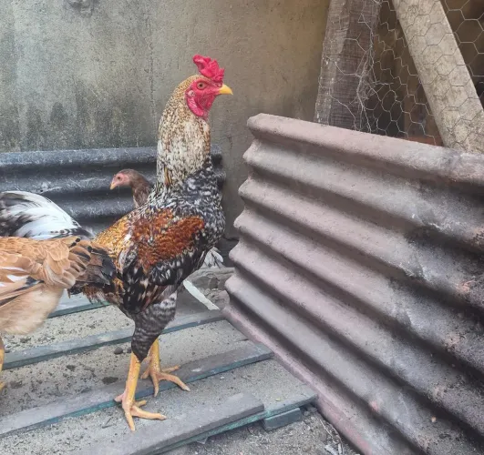 VENDE-SE 2 GALO