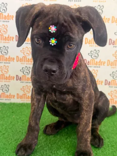 Cane Corso Fêmea 