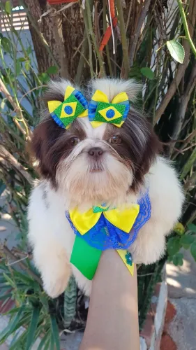 Fêmea Shihtzu Alto Padrões 