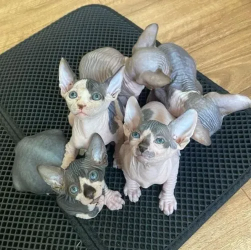 Sphynx Um parceiro para os dias comuns