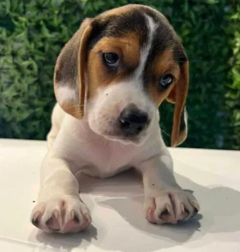 Beagle nariz farejador e amor infinito o companheiro perfeito 