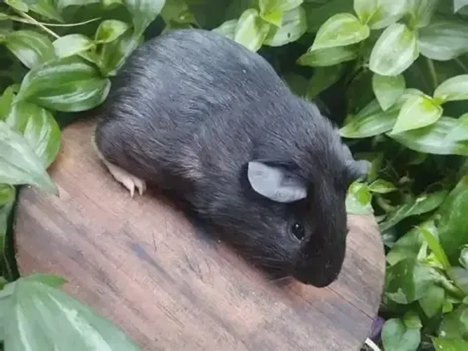 Porquinho da Índia