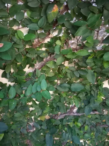 Mudas Naturais Hera Trepadeira Unha De Gato 50cmx40cm