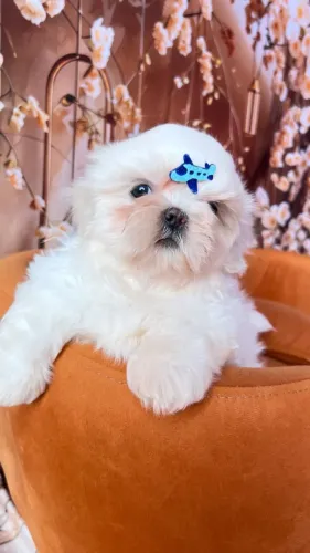 Shih Tzu Filhotes - Pedigree - Pronta Entrega