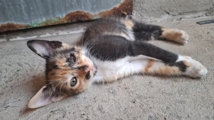 Gatos para adoção