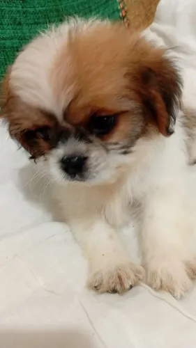 Shitzu
