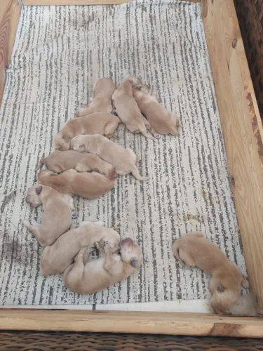 Filhotes de Golden Retriever