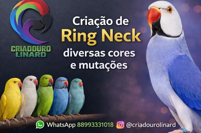 Criação e melhoramento genético de Ring Neck