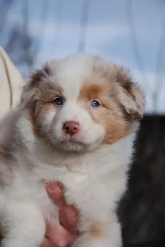 Border Collie O Jeito Mais Especial De Surpreender 